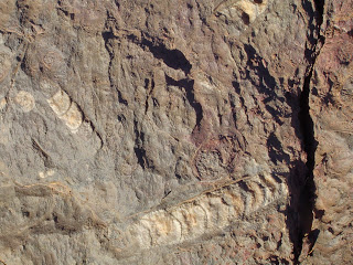 Desierto. Fósiles. Desierto. Fósiles.