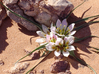 Desierto. Flora. Desierto. Flora.